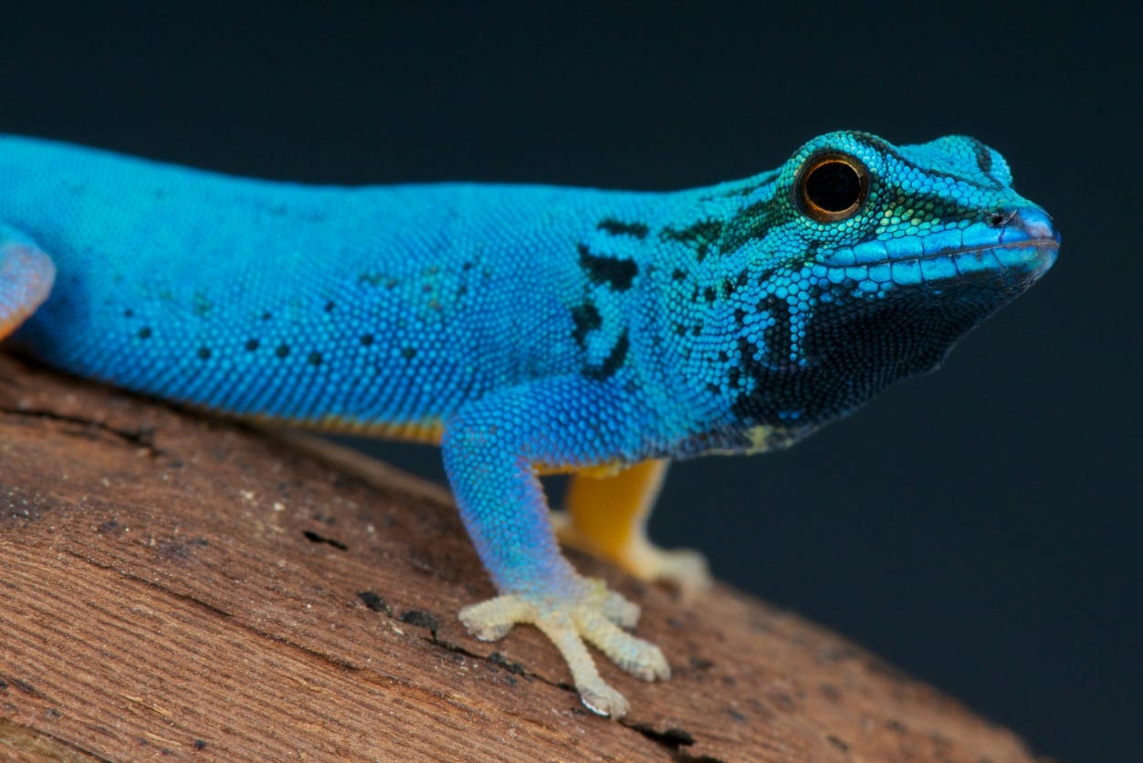 Electric blue gecko on a log Electric blue gecko on a log