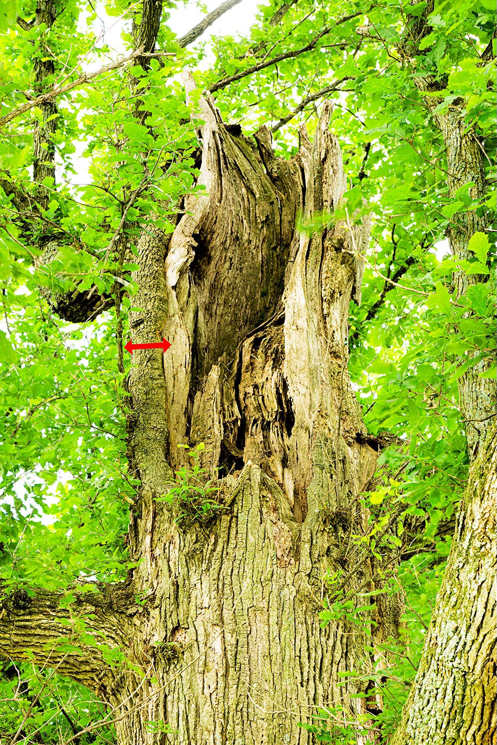 The top of the same tree showing a deep wound and wood decay after a lightning strike. A red arrow shows where growth of the cambium continued. The top of the same tree showing a deep wound and wood decay after a lightning strike. A red arrow shows where growth of the cambium continued.