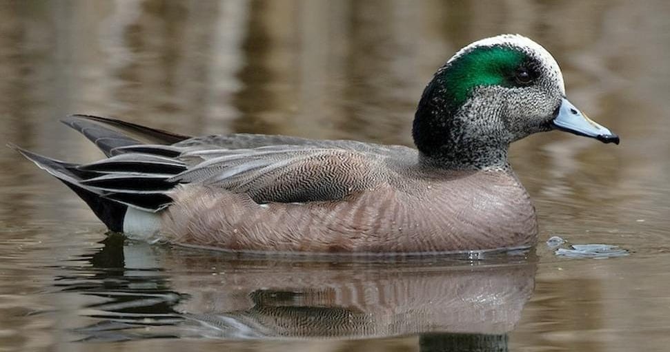 American Wigeon Overview, All About Birds, Cornell Lab of Ornithology American Wigeon Overview, All About Birds, Cornell Lab of Ornithology