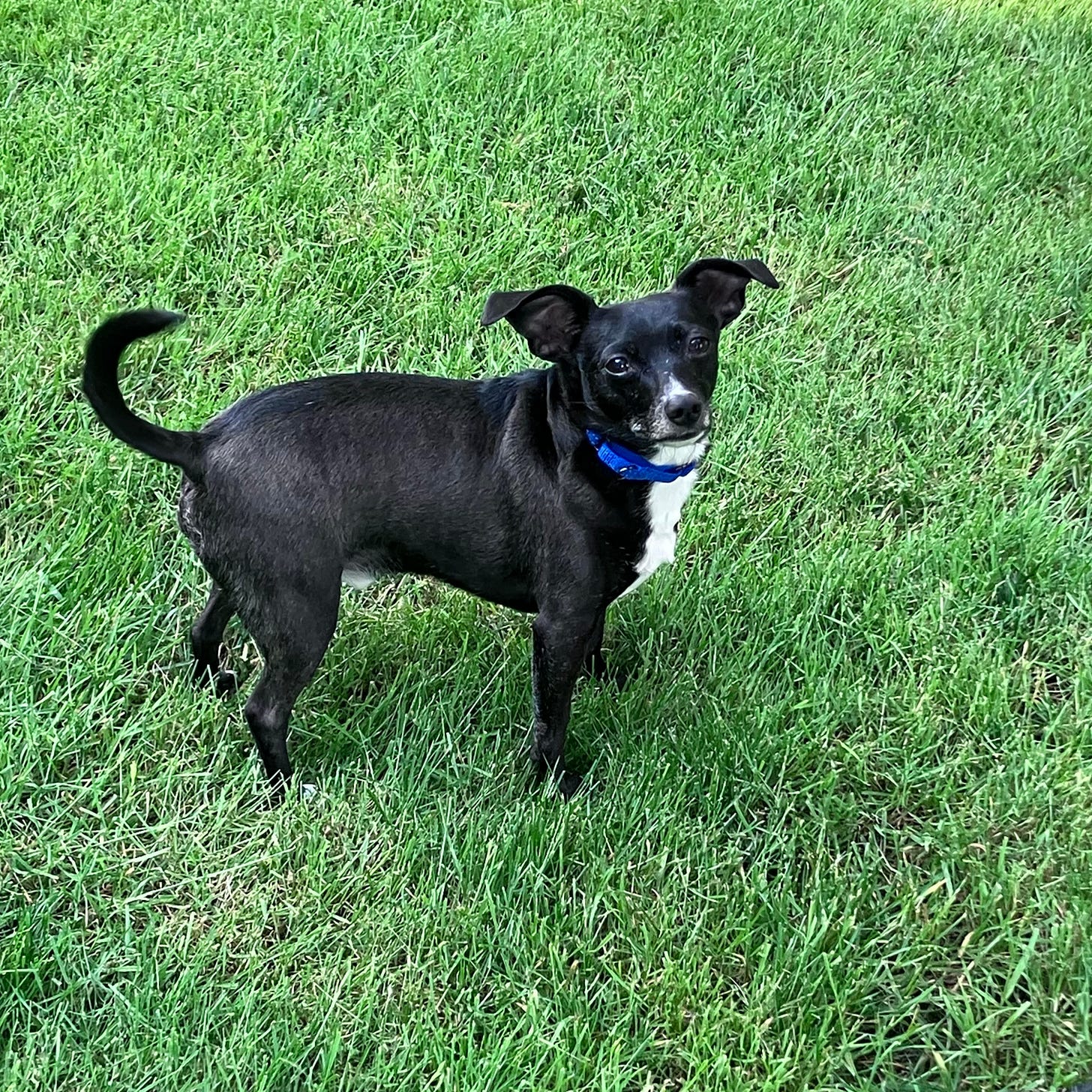 Black and white rescue dog standing on green grass