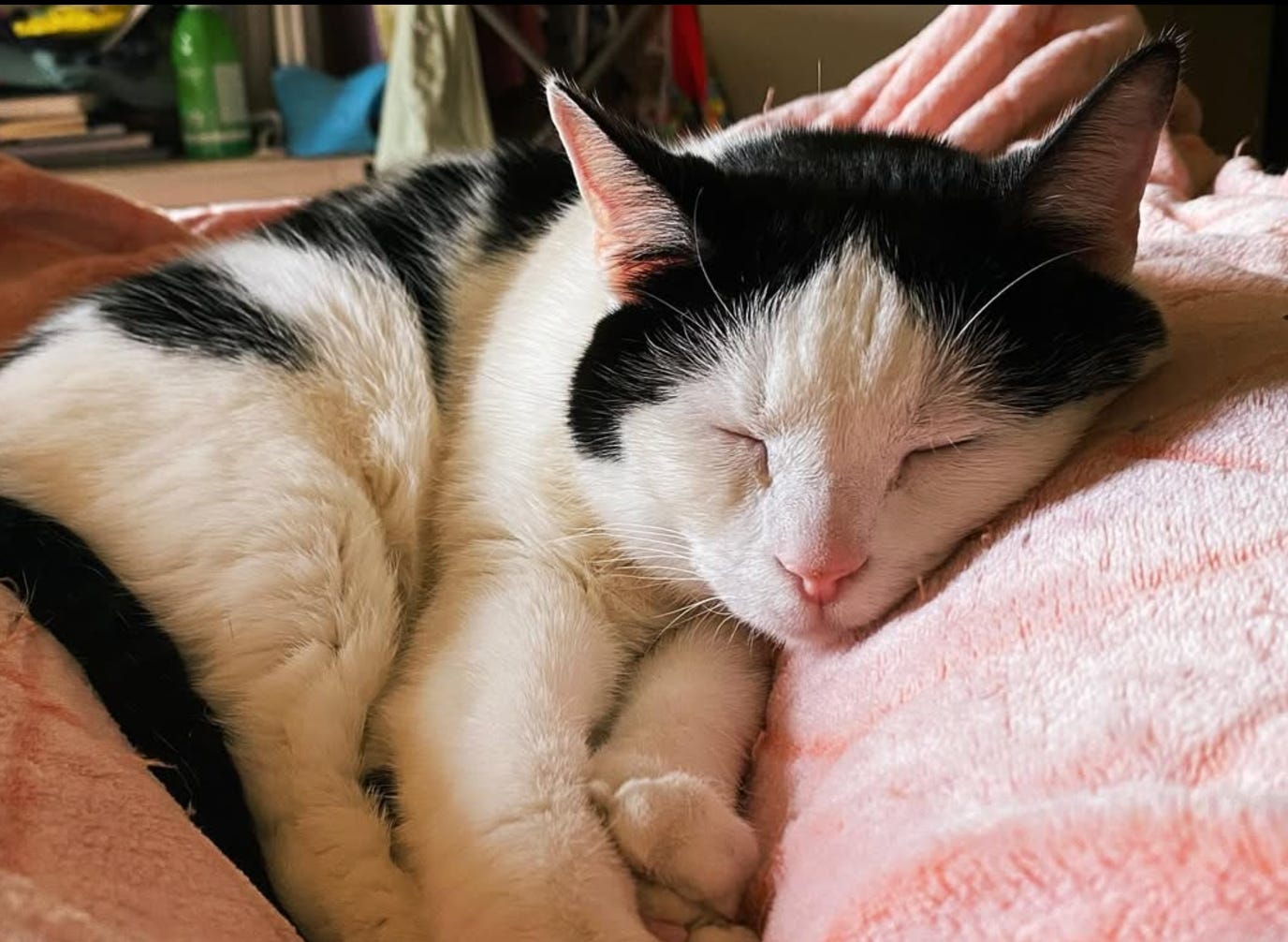 A black and white cat is sleeping peacefully in a sunbeam