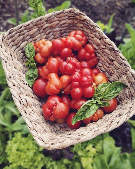 Tomato Brain Seeds Tomato Reisetomate Tomato Peruvian - Etsy Denmark
