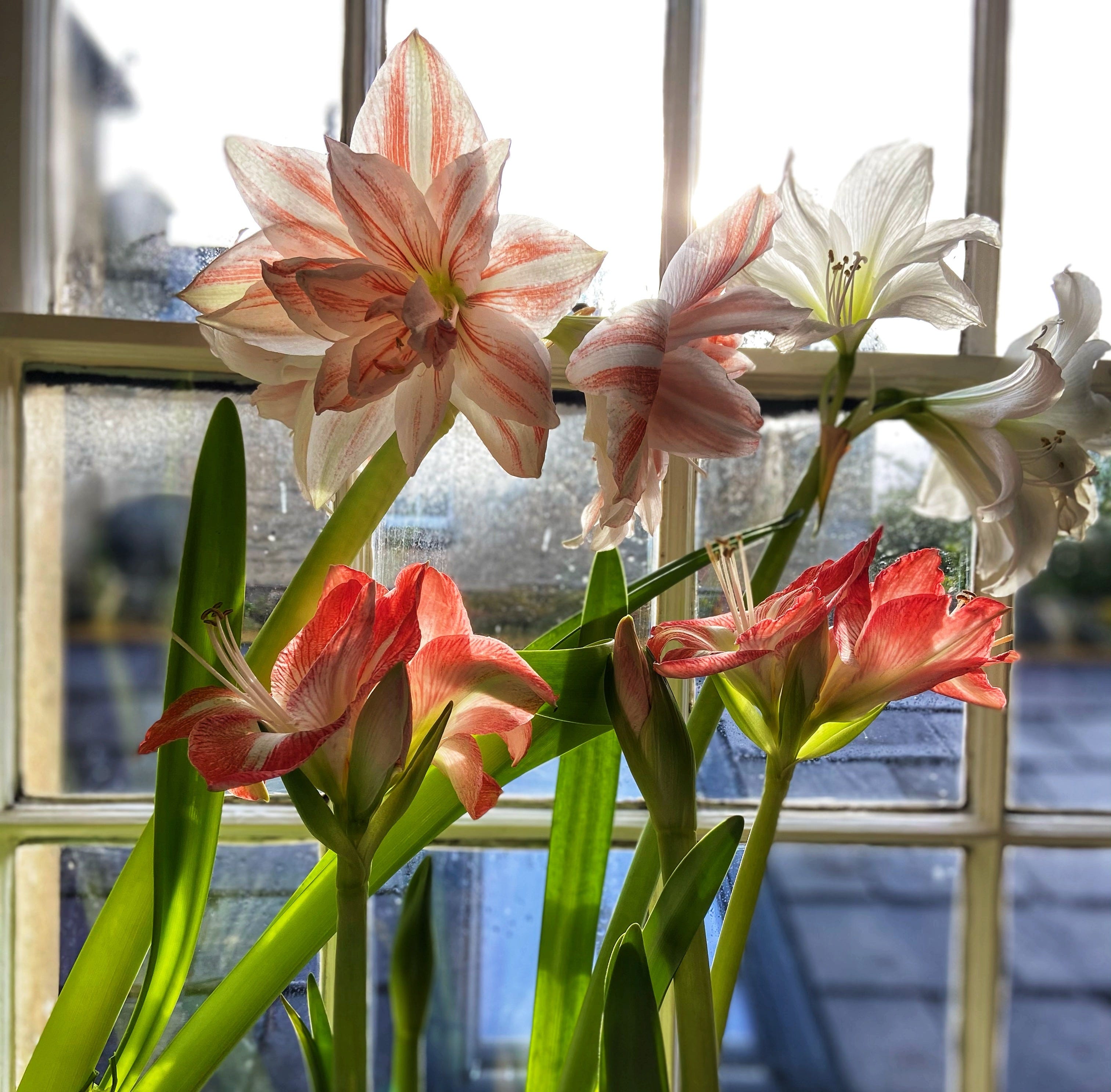 The Amaryllis conundrum - by Sophie van Gerwen