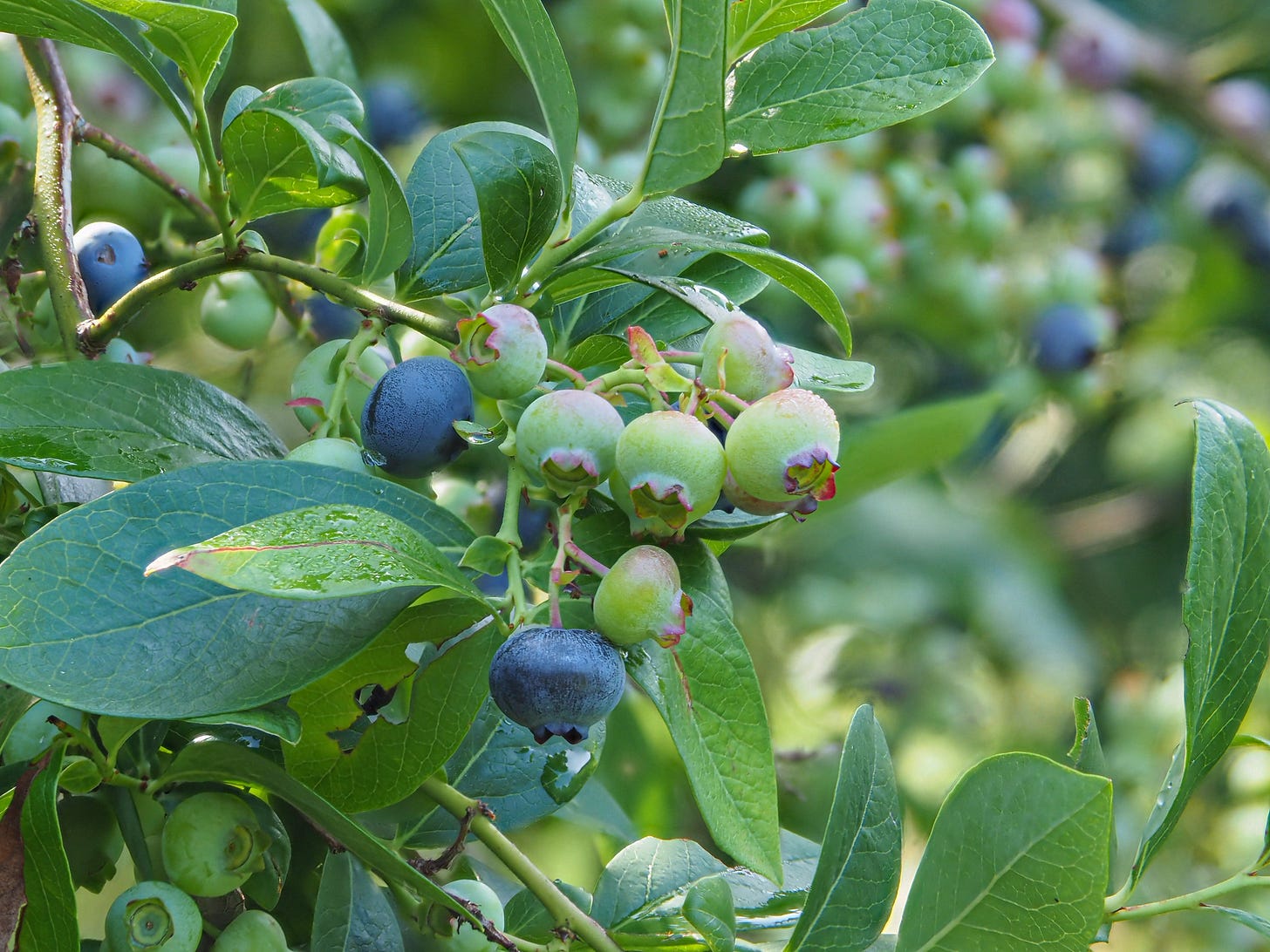 Blueberries