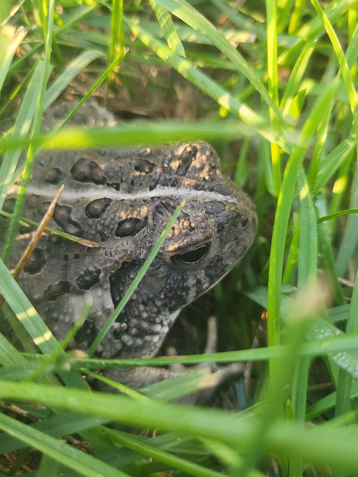 A Woodhouse's Toad in grass. A Woodhouse's Toad in grass.