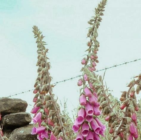 Cornish foxgloves, a traditional fairy flower