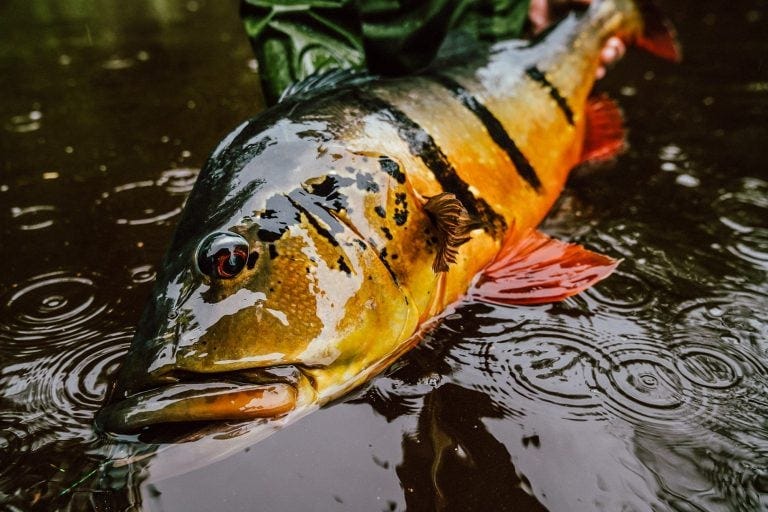 Rio Marie Lodge | Brazil | Freshwater Fly Fishing | Peacock Bass