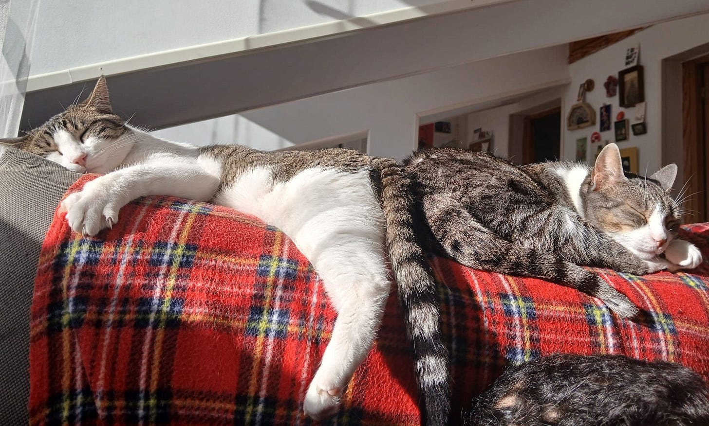 Tupi and Dotta are asleep in the sunlight, butt to butt, on the top of the couch. Tupi and Dotta are asleep in the sunlight, butt to butt, on the top of the couch.