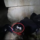"Massacre de Boutcha": mauvaise presse