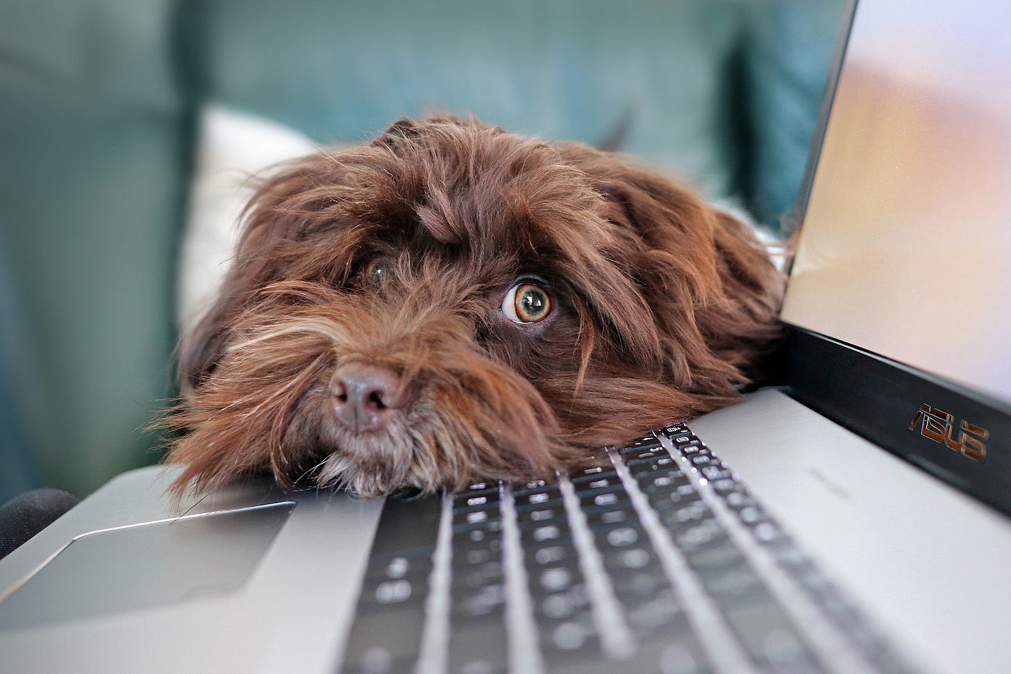 Brown dog looks over computer keyboard Brown dog looks over computer keyboard