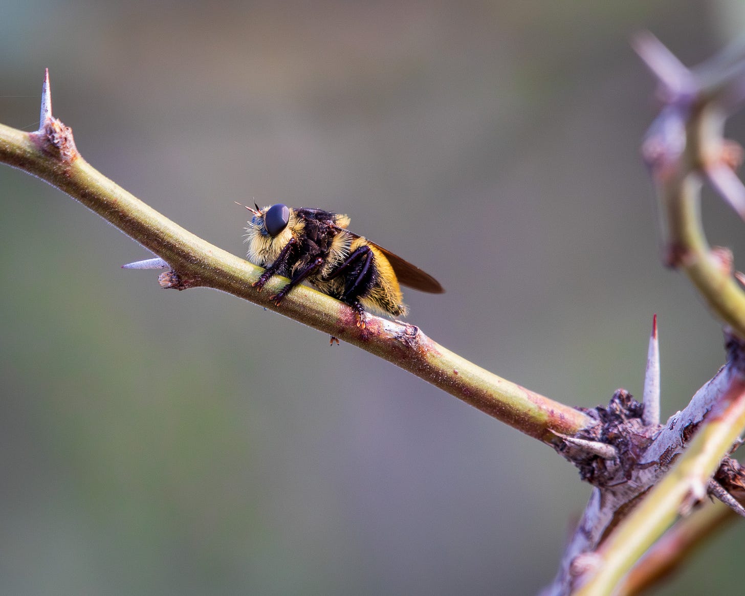 Western bee killer robber fly Western bee killer robber fly
