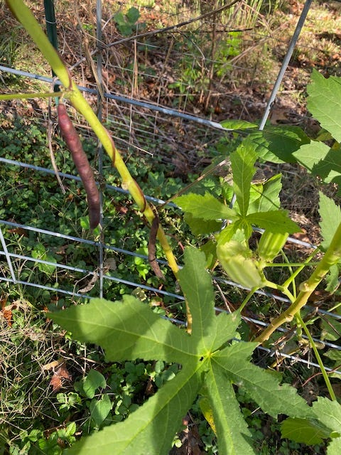 beans trellised on okra