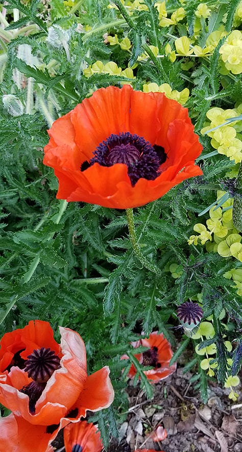 Images of bright red-orange poppies