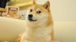 Kabosu Dead: Beloved Shiba Inu Who ...