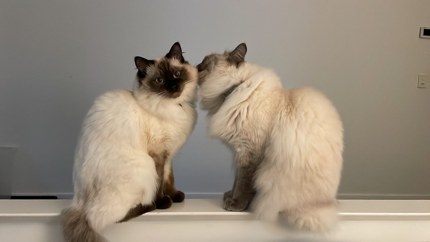 Harry and Toby sitting together and grooming each other Harry and Toby sitting together and grooming each other