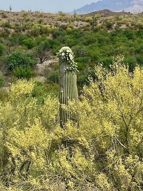 Opuncja, saguaro, kwitnacy saguaro, cholla, heloderma, kwiat saguaro, zbocze