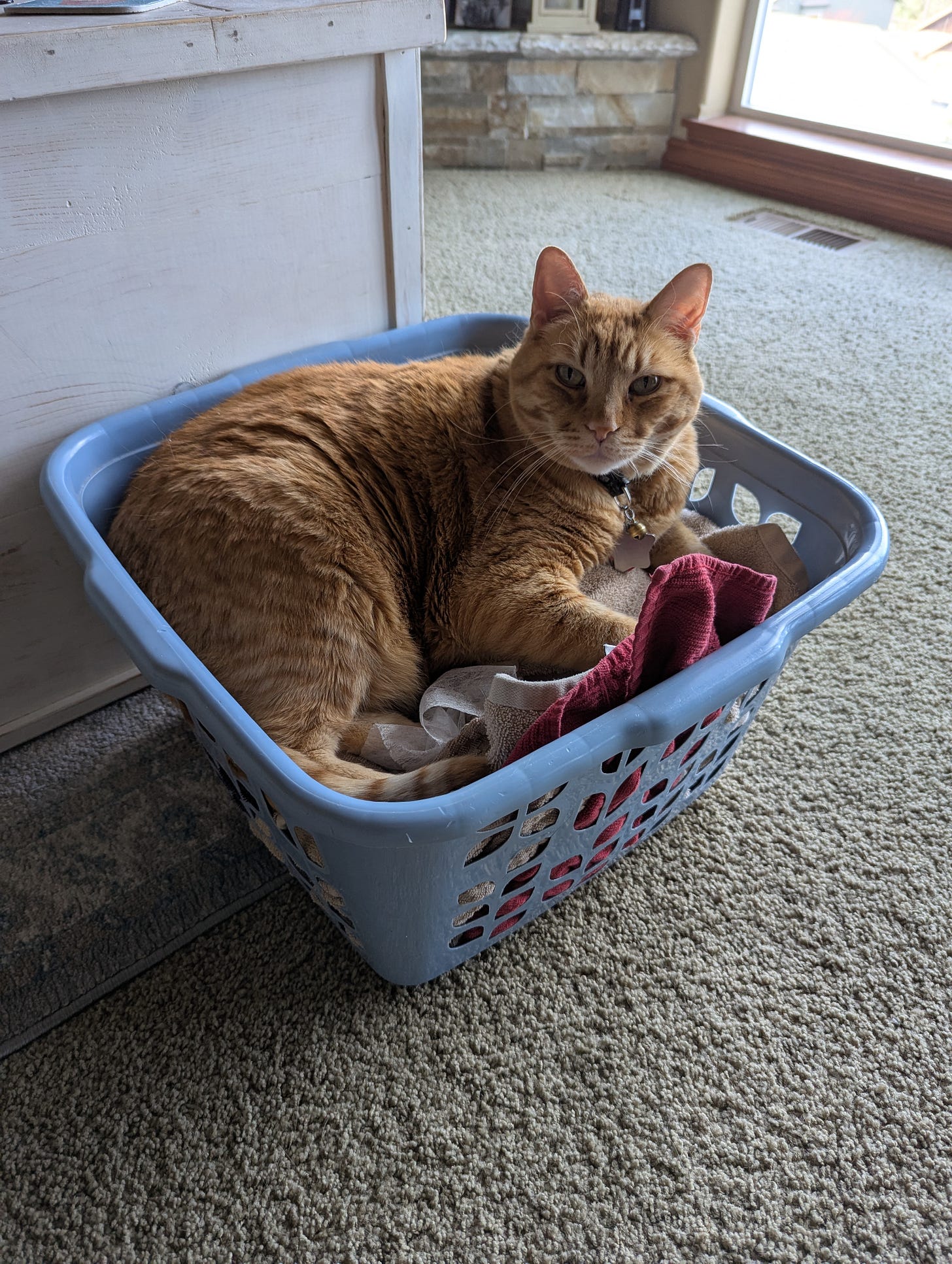 a large orange cat curled up in a blue plastic laundry basket on top of a pile of warm clothes
