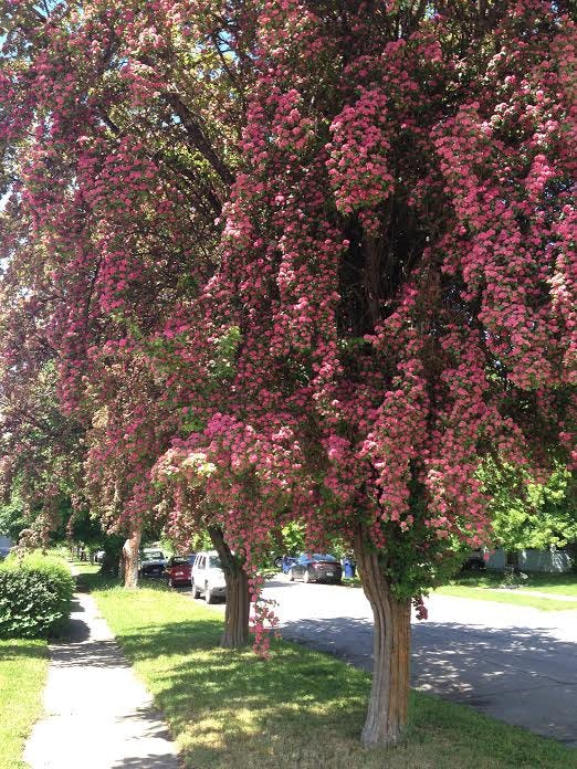spring blossoms