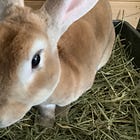 A moment of Bun
