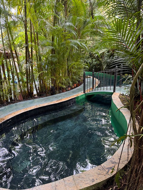 Images from the rainforest.