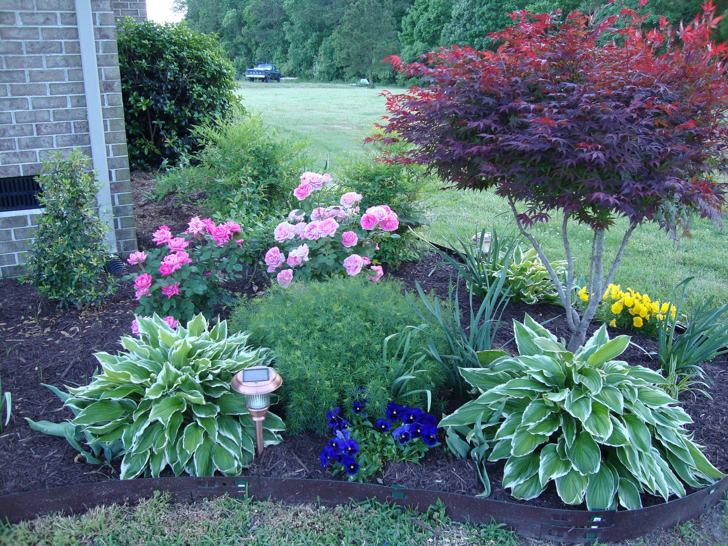 Make Your Front Yard Come Alive With These 4 Beautiful Plants