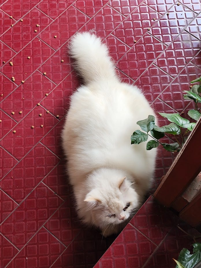 kucing putih segede beruang