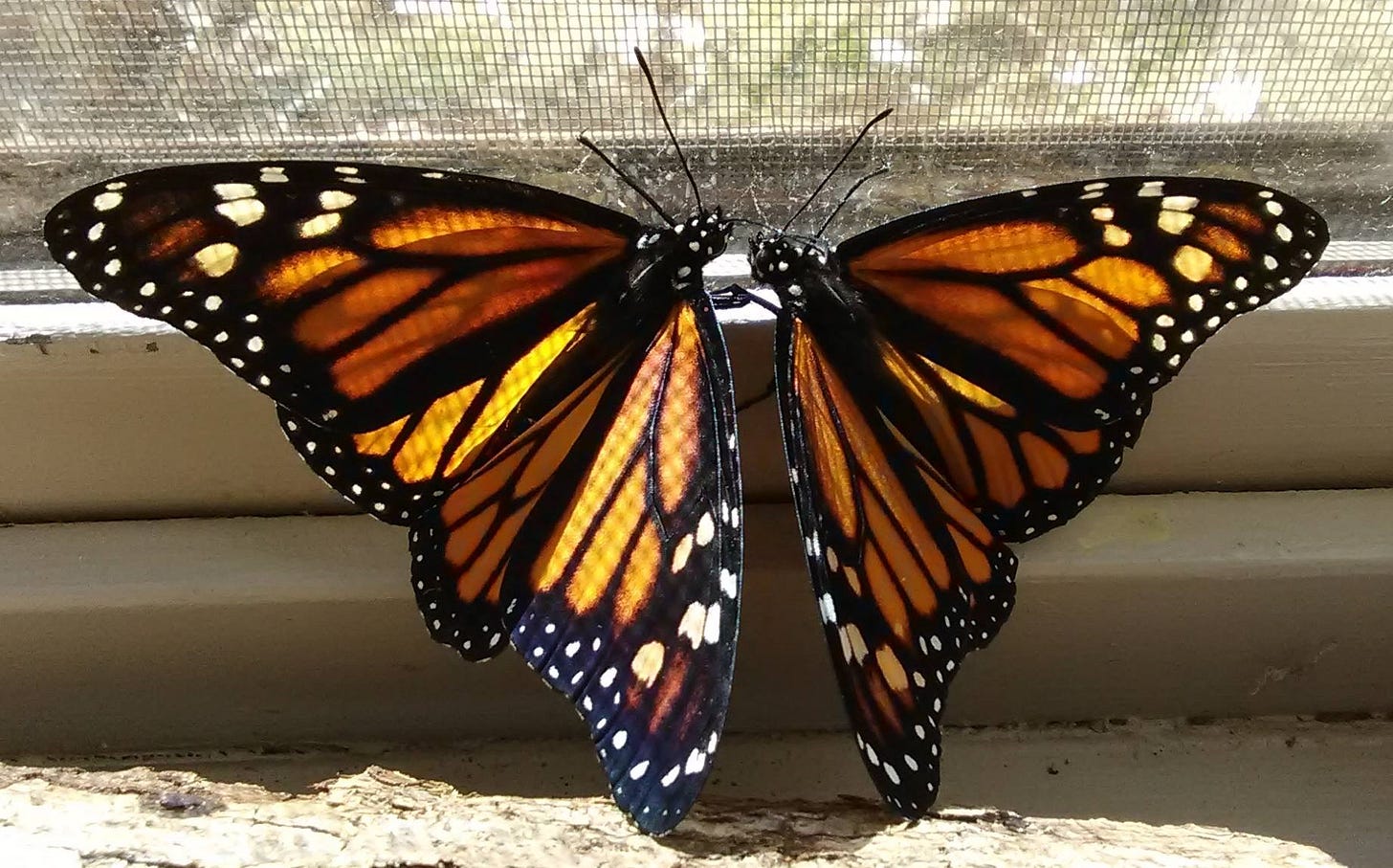 Two female monarch butterflies facing each other, making a heart shape