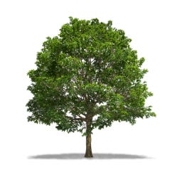 Peace Overtures - AMP Films for balance & peace of mind