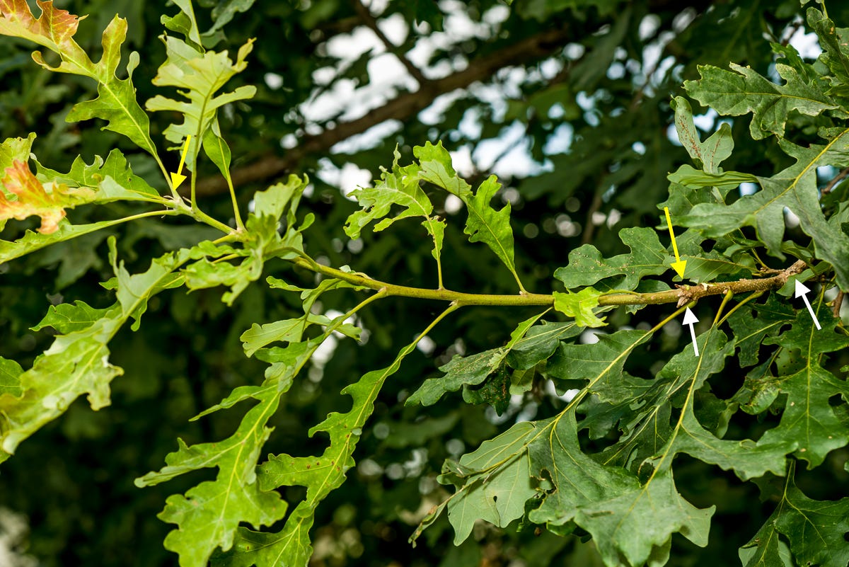 Spring growth (between white arrows) and summer growth (between yellow arrows) in a bur oak