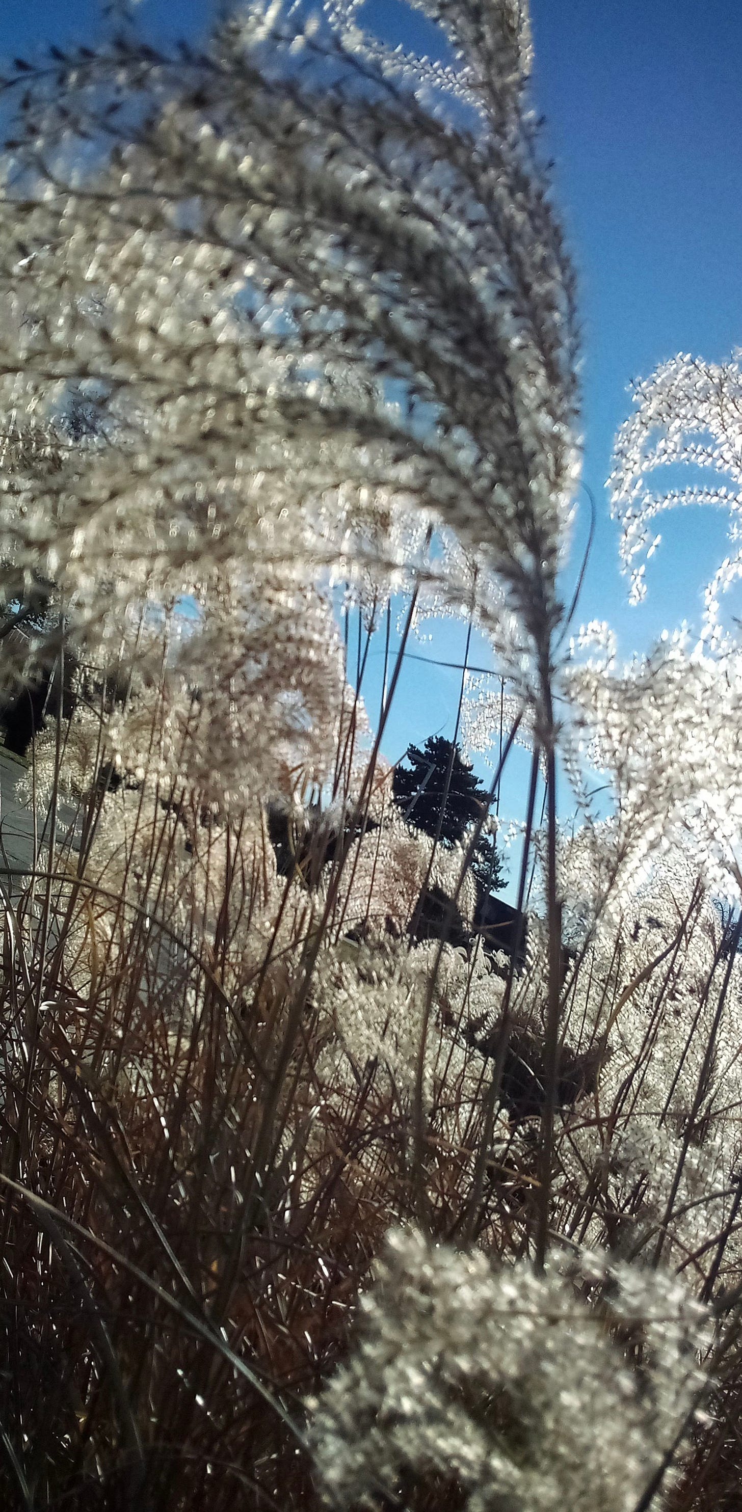 Seed heads of grass backlit against blue sky