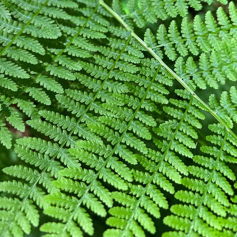 close up of redwood tree bark in varying shades of brown and green