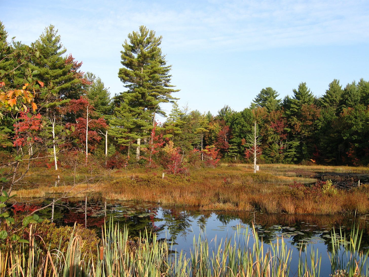Fall Color
