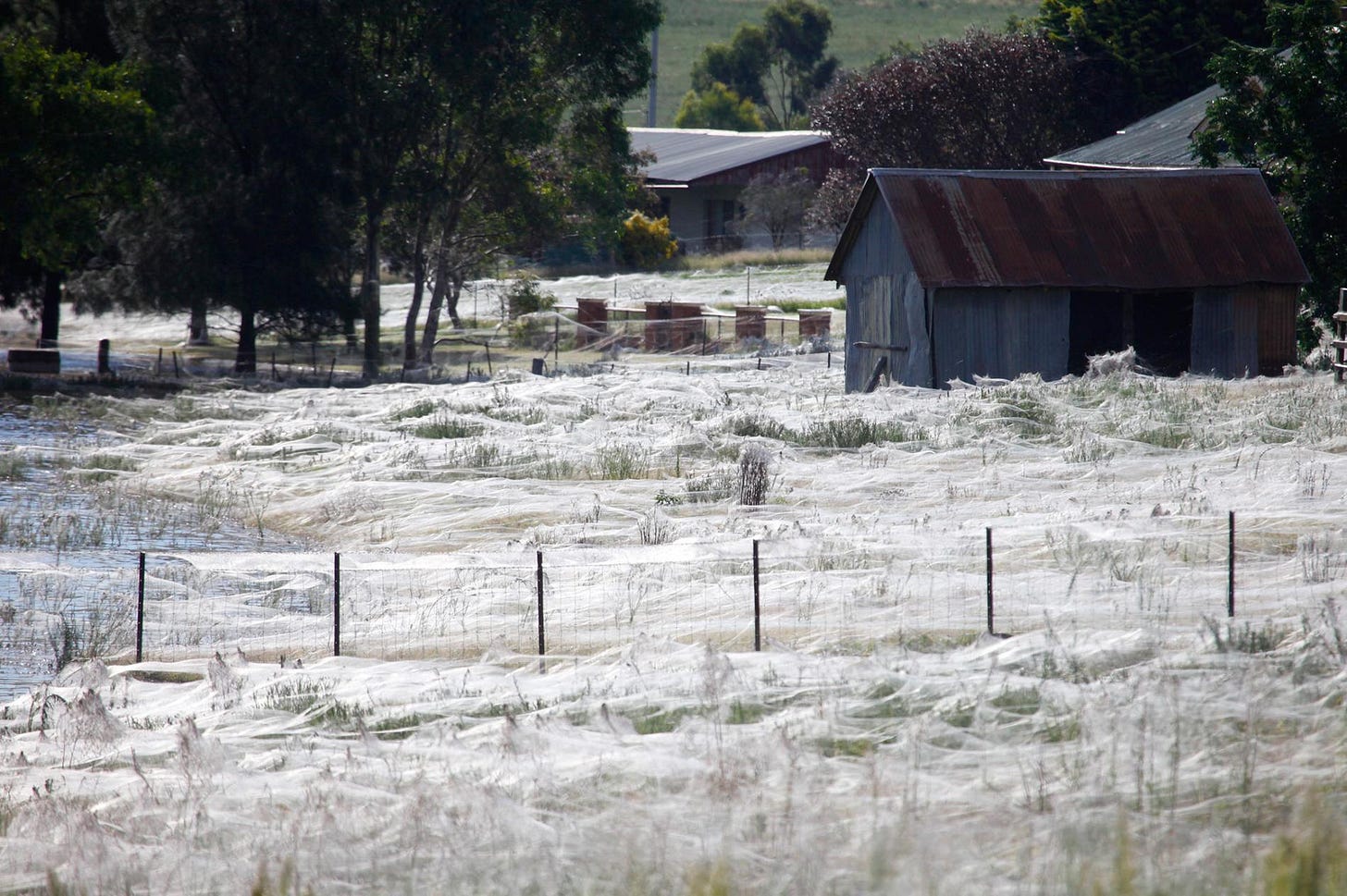 Millions of Spiders Rain Down on Australia—Why? Millions of Spiders Rain Down on Australia—Why?