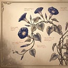 The Witch’s Cabinet: The Morning Glory