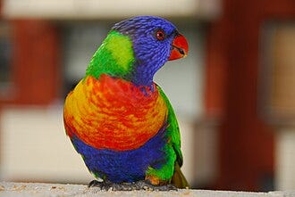 File:Trichoglossus moluccanus - Rainbow Lorikeet - front.jpg