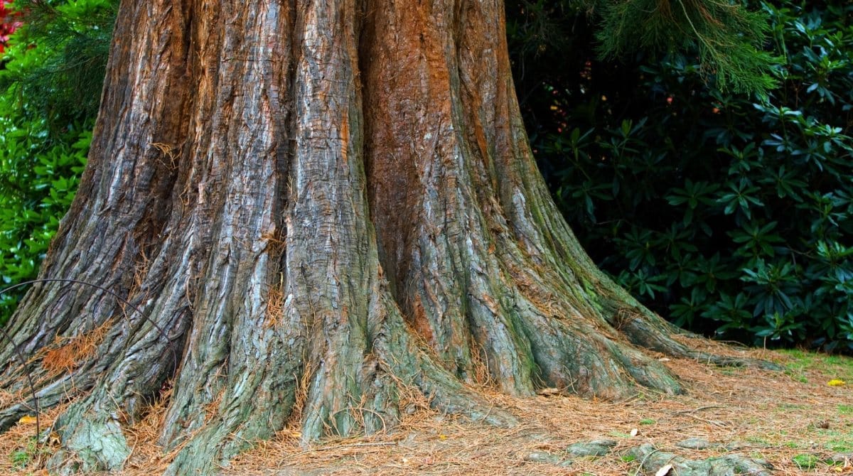 4 Easy Tips to Evaluate Your Tree's Trunk | TreeNewal