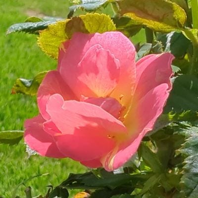 Summer Roses in Bloom