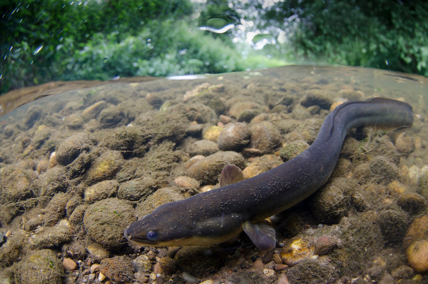 https://freshwaterhabitats.org.uk/wp-content/uploads/2016/02/Eel-Jack-Perks.jpg