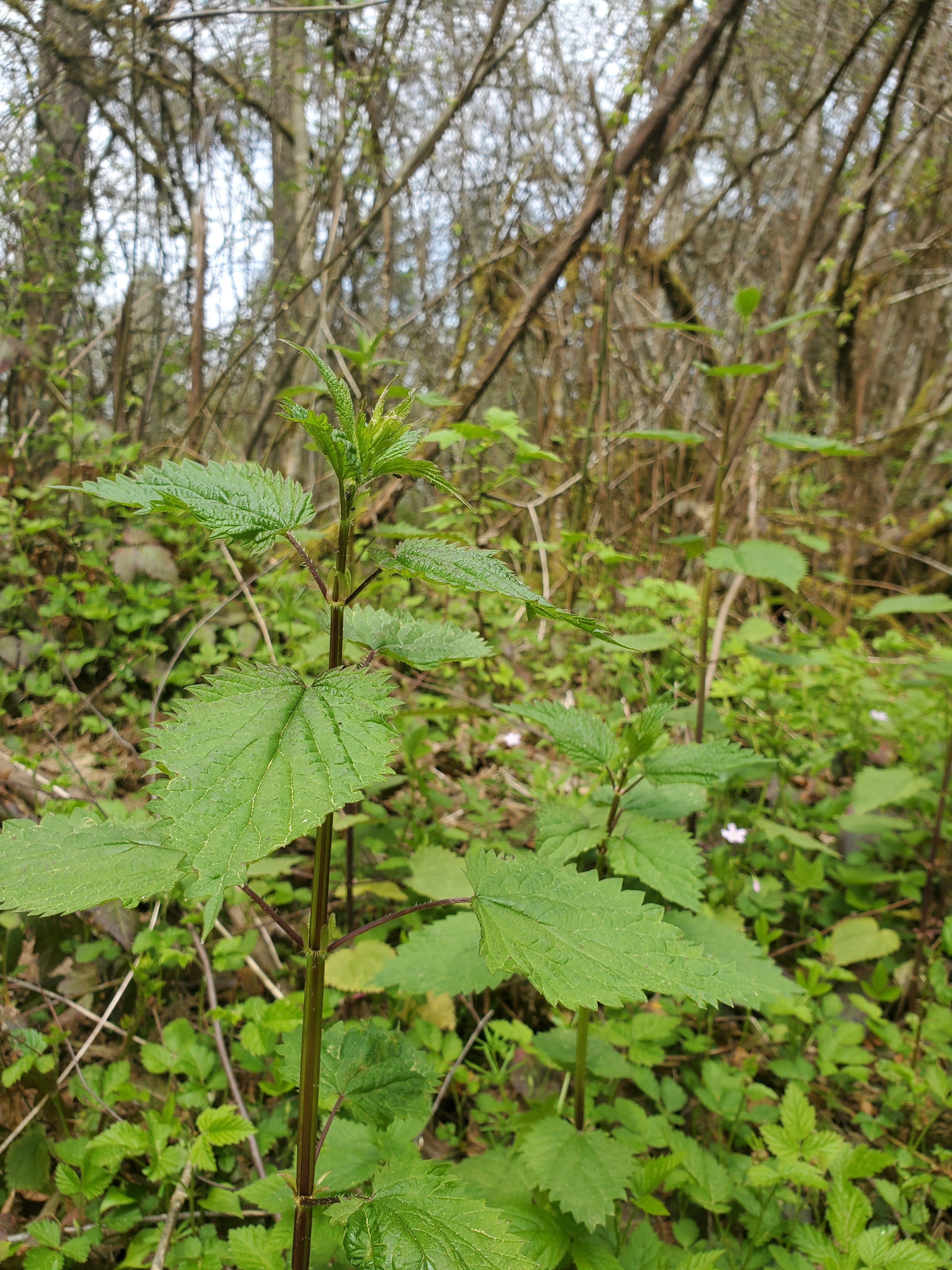 Stinging Nettle Plant Family