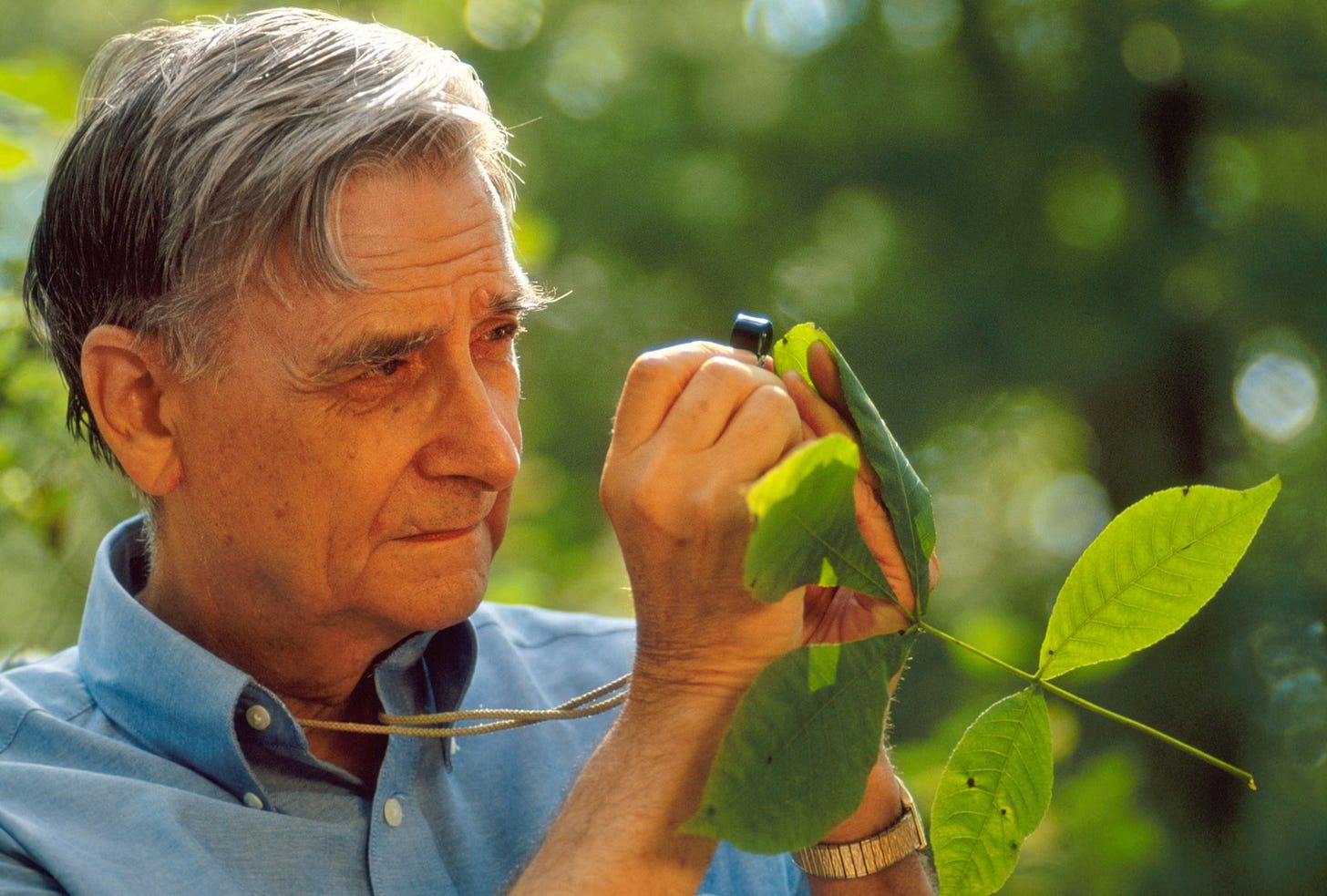 E.O. Wilson examines an abnormal growth on a leaf in Walden Pond, Massachusetts. On his 90th birthday, Wilson continues to push for a world in which humans share the planet with other species, instead of driving them into extinction.