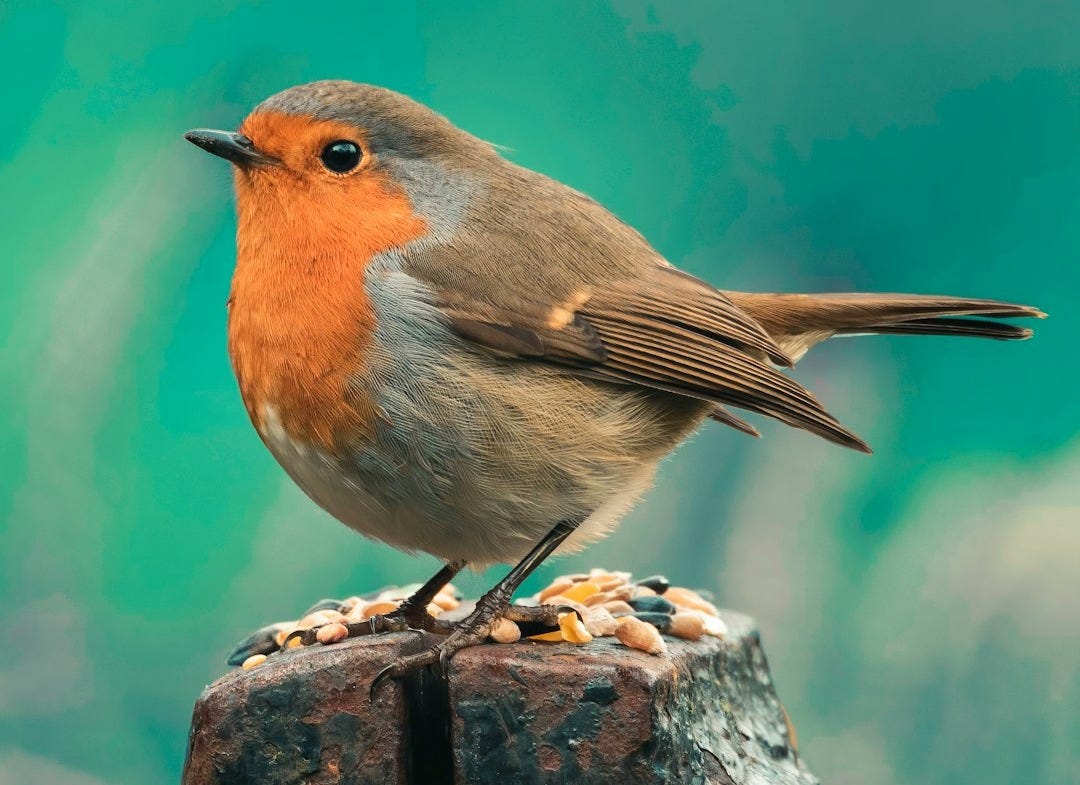 brown and orange bird on brown tree branch