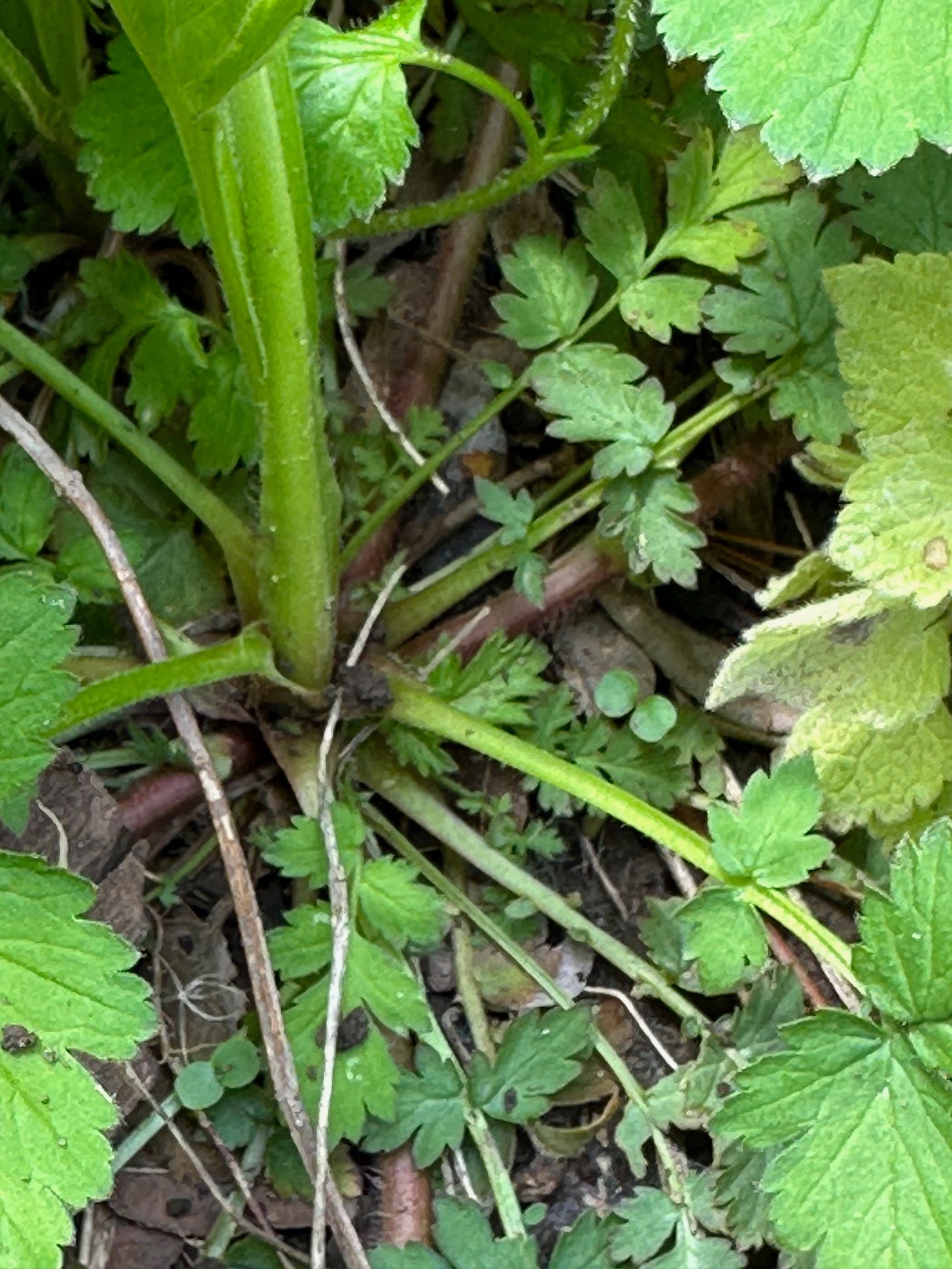 geum urbanum base showing flowering stem and basal leaves geum urbanum base showing flowering stem and basal leaves