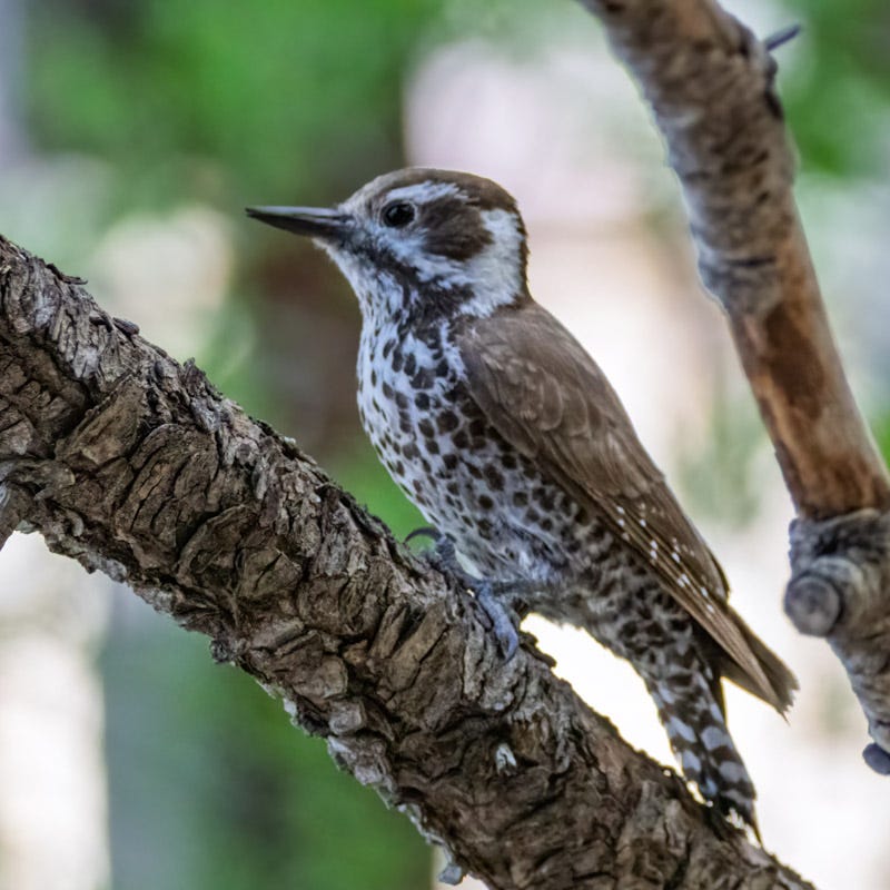20260422-Chiricahuas-704-Edit.jpg