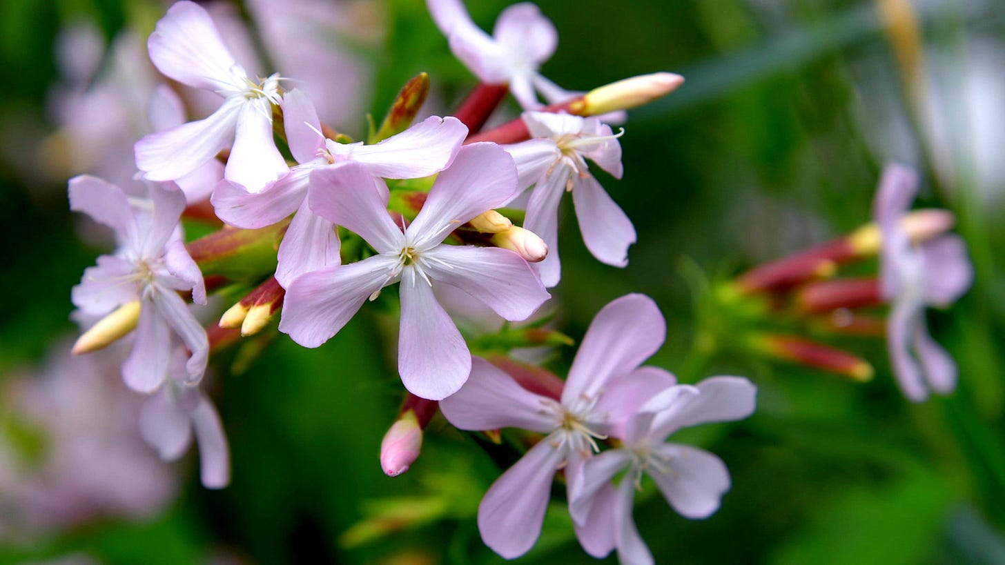 Soapwort Plant - Etsy