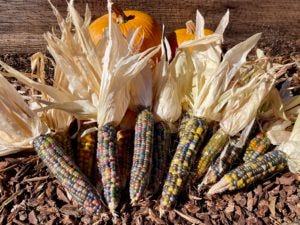 glass gem corn from my garden lined up with a few of my pumpkins