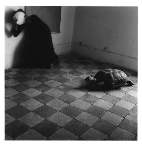 May be a black-and-white image of turtle and tortoise