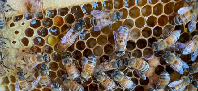 queen bee and worker bees on comb filled with honey and brood queen bee and worker bees on comb filled with honey and brood