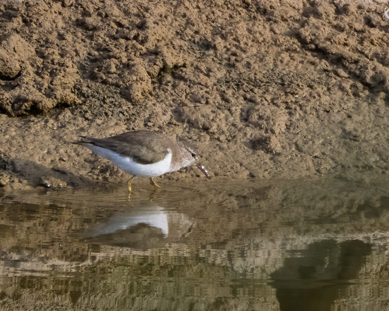 20260316-Sewailo-82-Edit.jpg 20260316-Sewailo-82-Edit.jpg