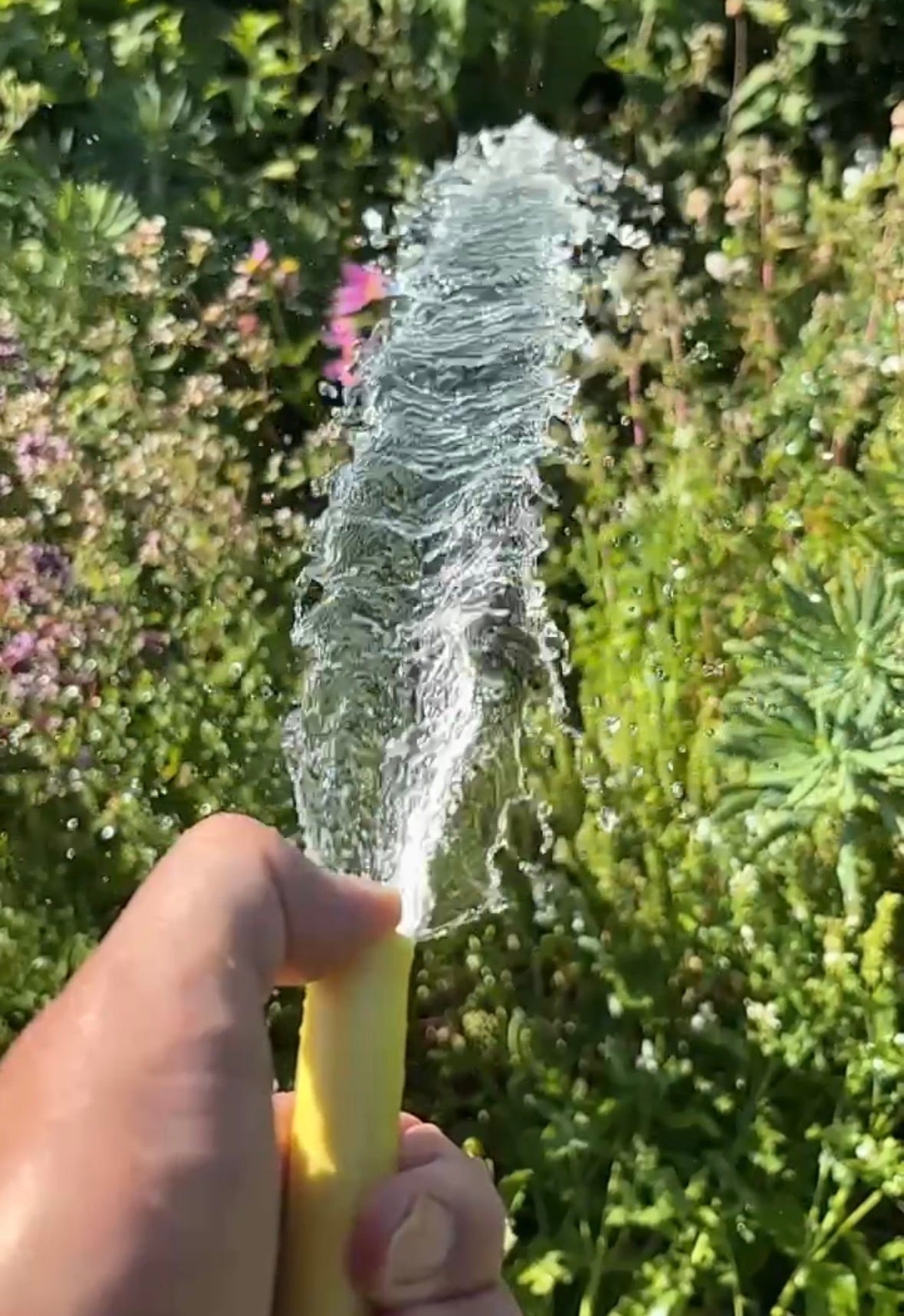 A yellow hose pipe sprouting water over a plant border A yellow hose pipe sprouting water over a plant border