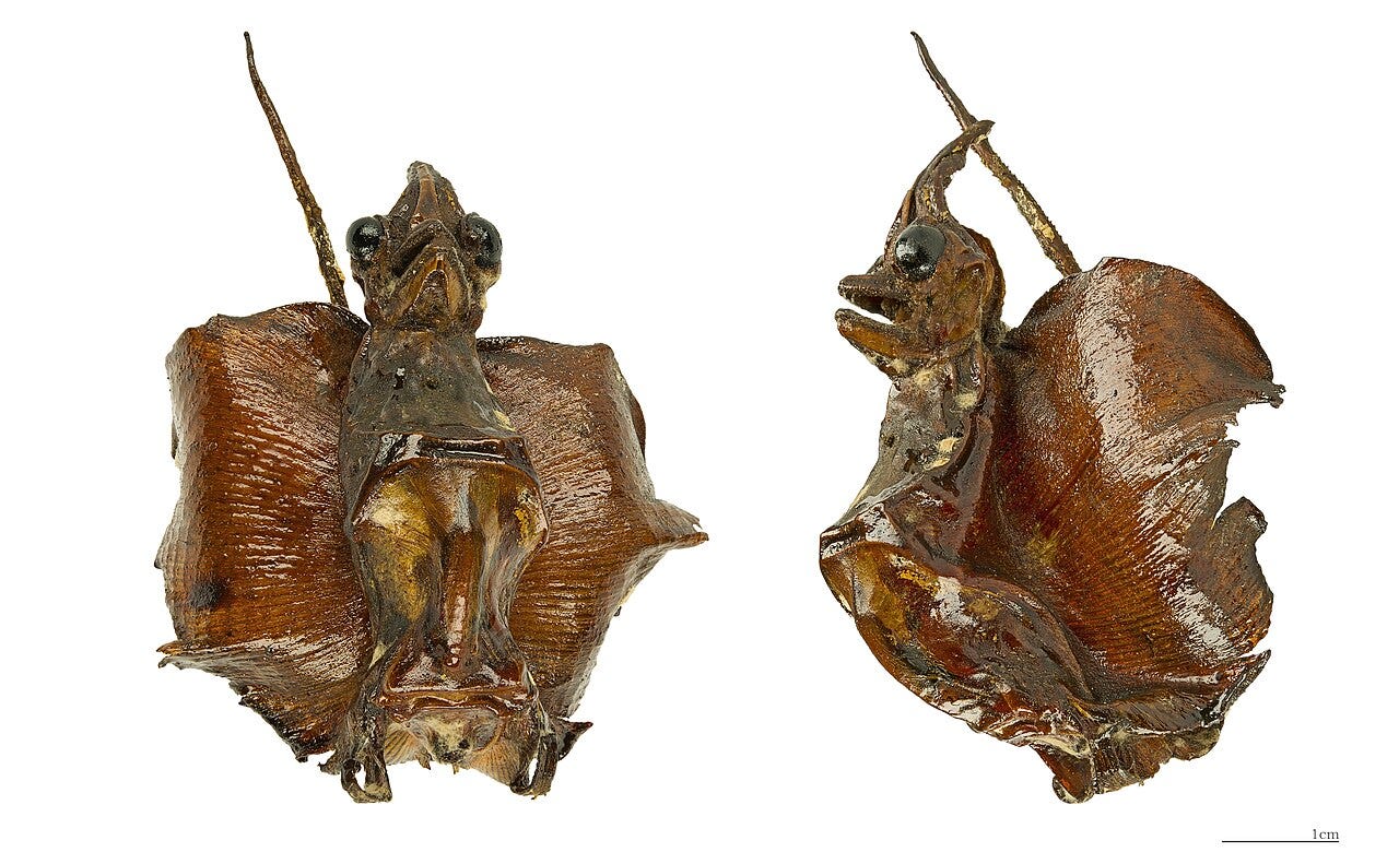 Jenny Haniver — Didier Descouens / CC BY-SA 4.0 (Wikimedia Commons) Jenny Haniver — Didier Descouens / CC BY-SA 4.0 (Wikimedia Commons)